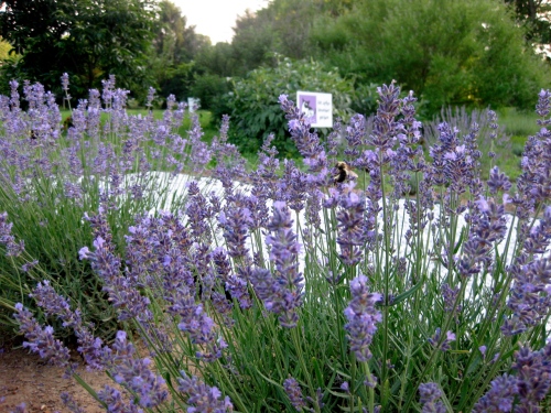 English lavender - 1